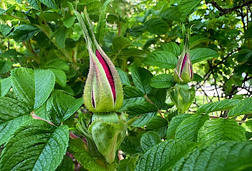 Pink Rose Bud