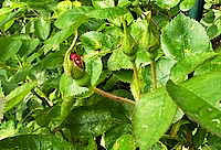 Rose Buds