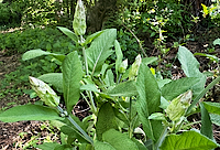 Blooming Sage