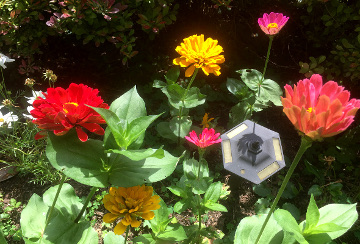 County Fair Zinnias