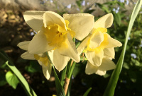 Daffodil