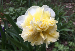 Daffodil