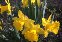 Daffodils