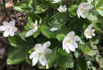 Hepatica