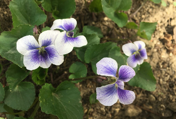 Sweet Violets