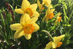 Daffodils