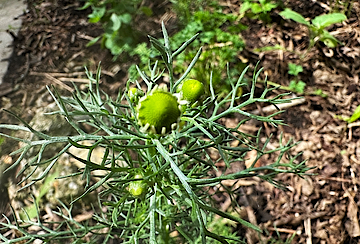 Chamomile