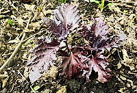 Purple Basil