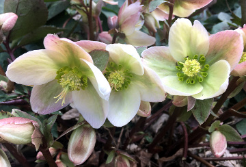 Hellebores