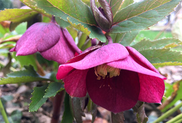 Hellebores