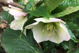 Hellebores