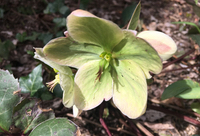 Hellebores