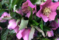 Hellebores