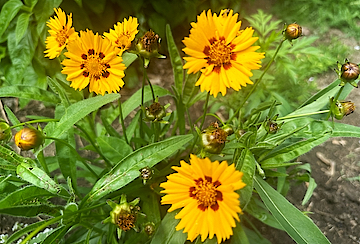 Purple Cone Flowers