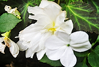 White Rose