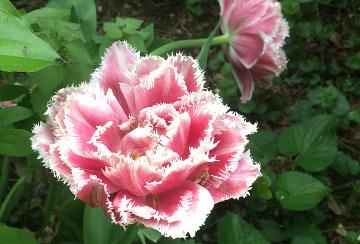 Tulip