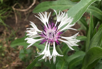 Centaurea