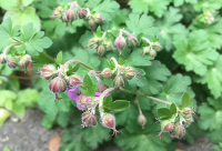 Wild Geraniums