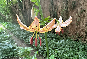 Golden Lily
