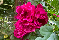 Pink Roses