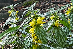 Yellow Dead Nettle