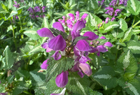 Deadnettle