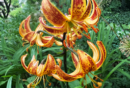 Golden Lilies