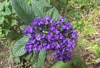 Heliotrope