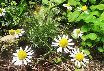 Chamomile