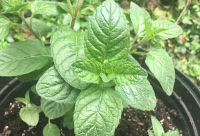 Basil