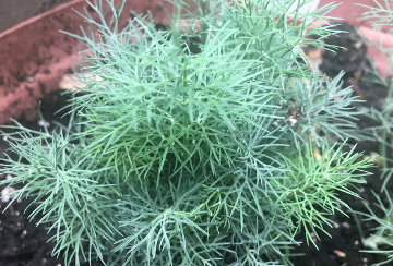 Dill