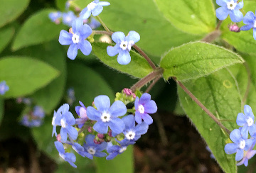 Forget-me-Not