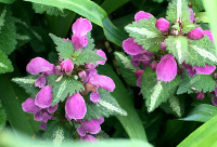 Dead Nettle