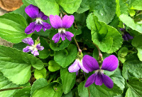 Sweet Violets