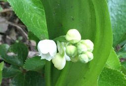 Lily of the Valley