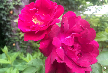 Red Roses