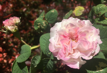 Damask Rose