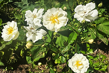 White Roses