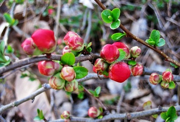 Japanese Quince