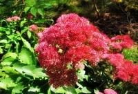 Ruby Sedum