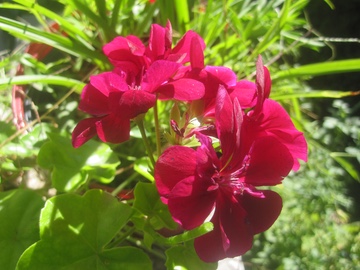 Geraniums