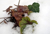 Leaves Under Snow