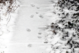 Footsteps in Snow