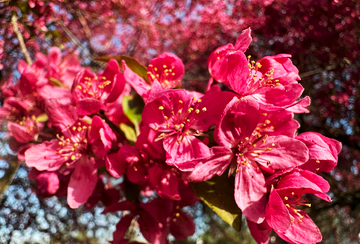 Cherry Blossoms