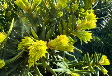 Pine Blossoms