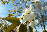 White Tree Blossoms