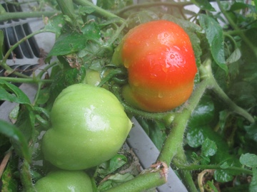 Tomatoes