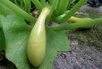 Crookneck Squash