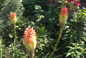 Hot Poker Plant