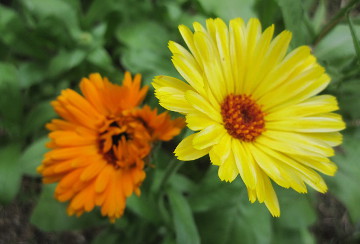 Calendulas